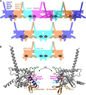 Evolutionary degeneration of septins into pseudoGTPases: impacts on a hetero-oligomeric assembly interface